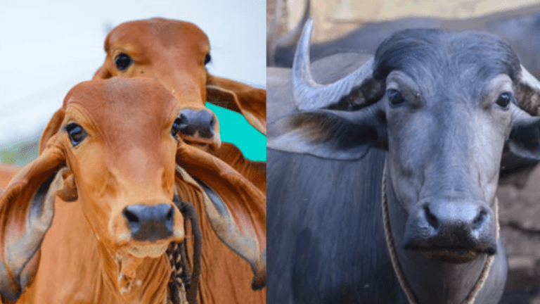 ಹಸುವಿನ ಹಾಲು ಕುಡಿಯುವುದು ಉತ್ತಮವೊ ಅಥವಾ ಎಮ್ಮೆ ಹಾಲು?