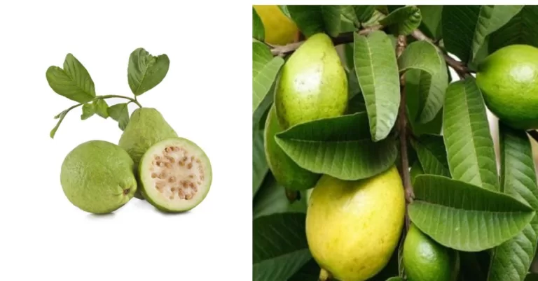 ಪೇರಲೆಹಣ್ಣಿನ ಎಲೆಗಳಿಂದ ತೂಕ ಕಡಿಮೆ ಆಗುತ್ತಾ?