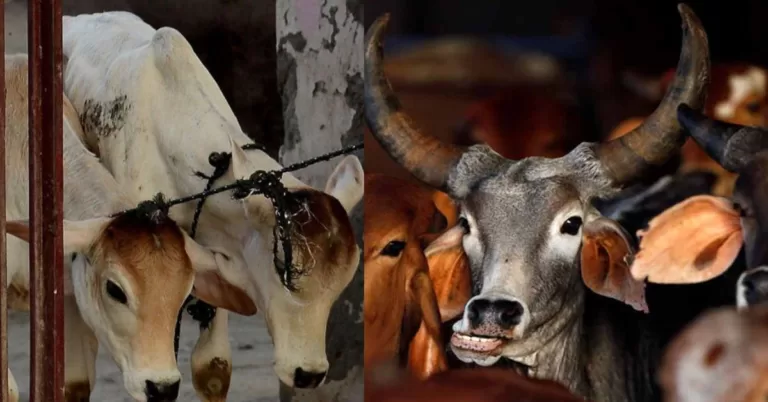Cow Slaughter: ಬಕ್ರೀದ್ ಗಾಗಿ ಗೋವುಗಳ ಮಾರಣ ಹೋಮ...!