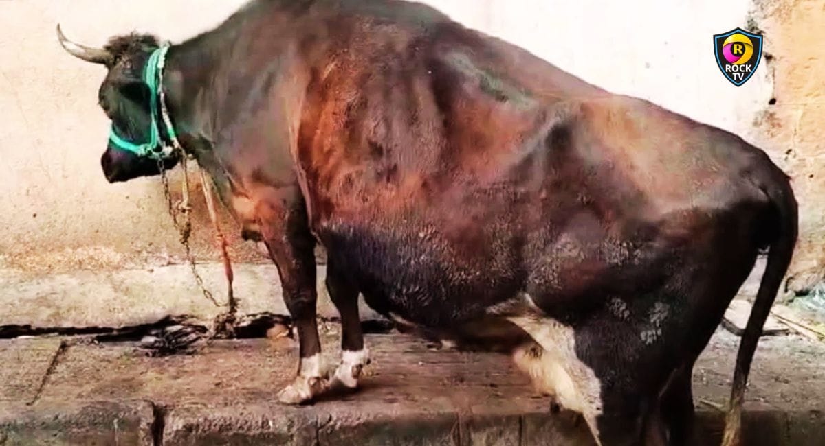 ಹಸುಗಳ ಕೆಚ್ಚಲು ಕೊಯ್ದ ದುಷ್ಟರು... ಇದೆಂತಾ ವಿಕೃತಿ!