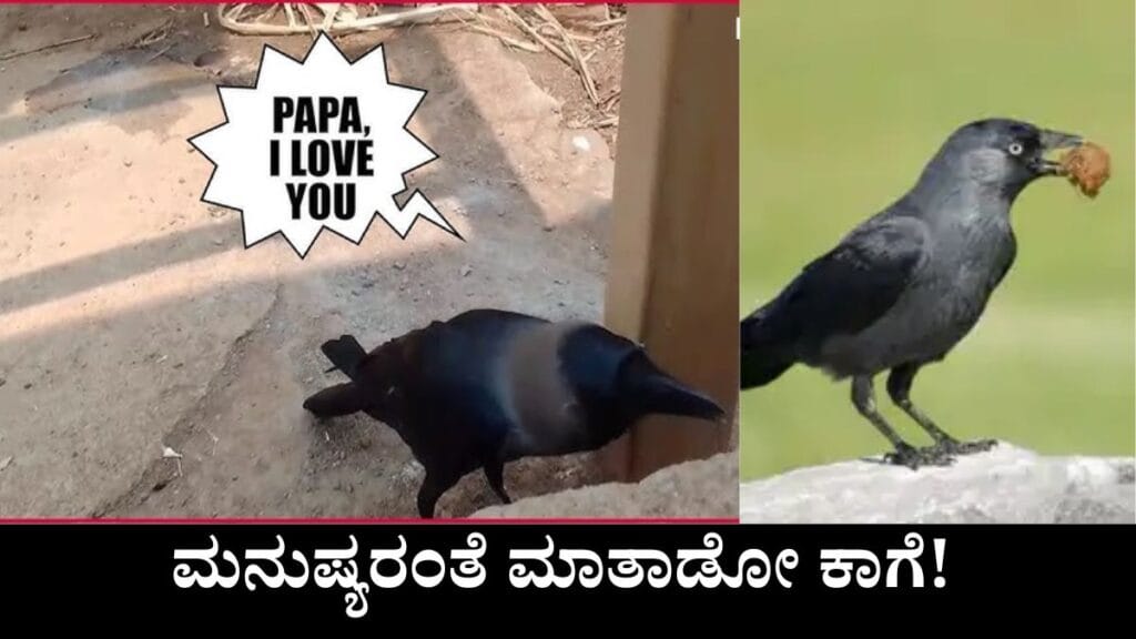 Viral Crow Speaking Like Human