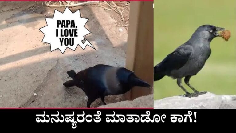 Viral Crow Speaking Like Human