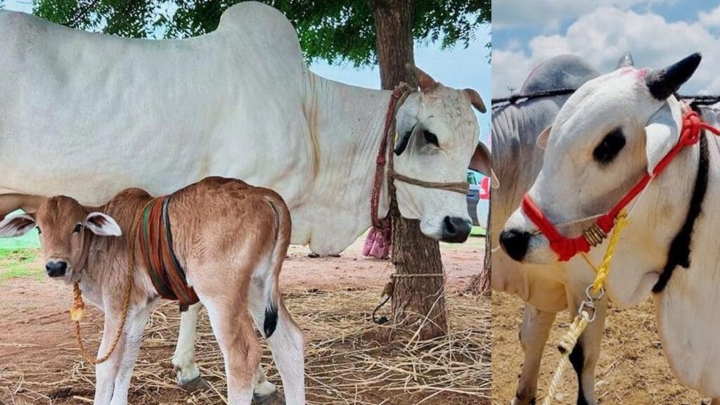 ಭಾರತದ ಹಸು ತಳಿಗಳು