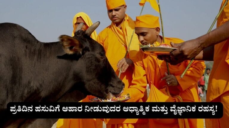 feeding cows