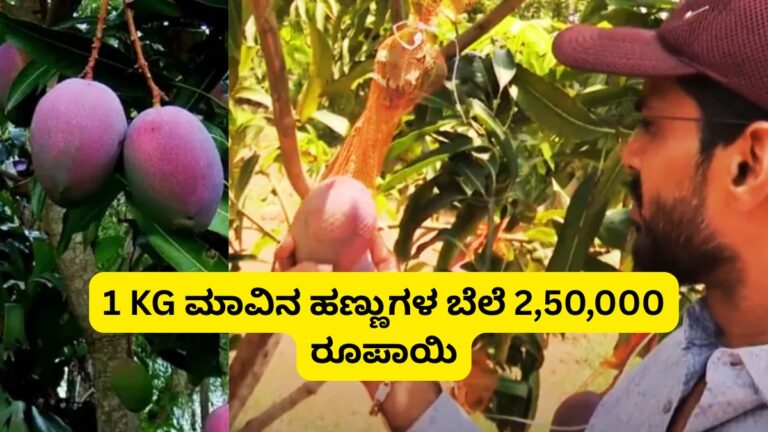 2.5 Lakh Rupees for 1 kg mango