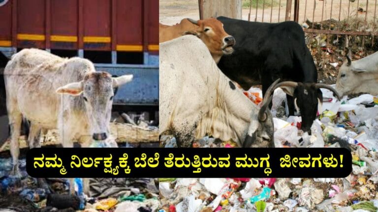 Cows eating plastic