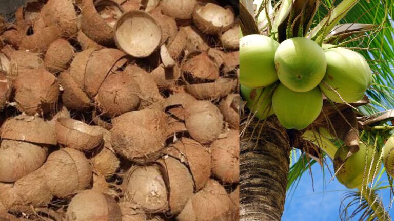 Coconut Shell Price