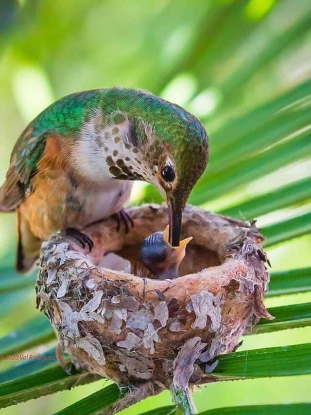 What happens if birds build a nest in the house?